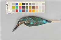 藏品(翠鳥)的圖片